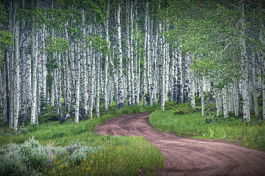 Road through a Birch Tree Grove Photograph by Randall Nyhof