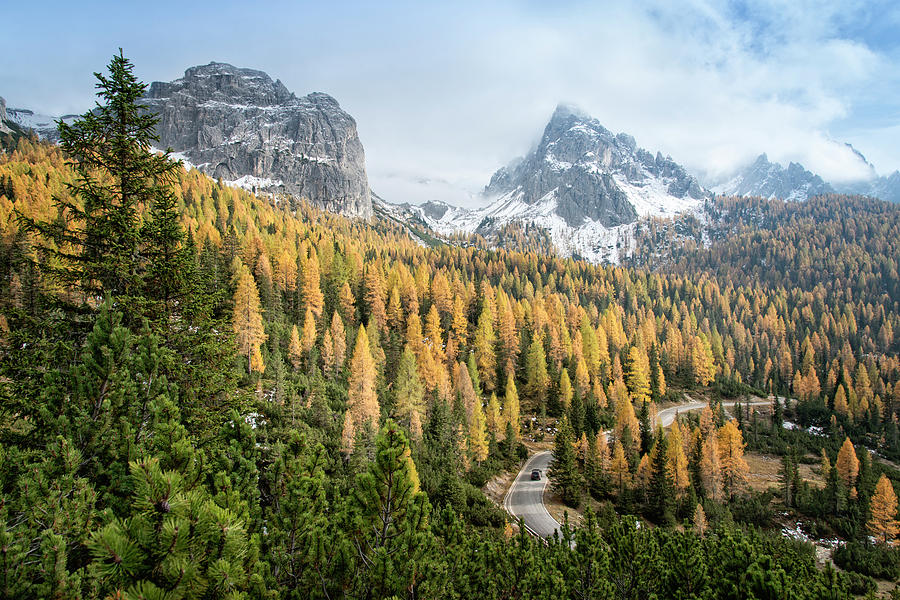 Road Through A Larch Conifers Forest Photograph by Thomas Winz