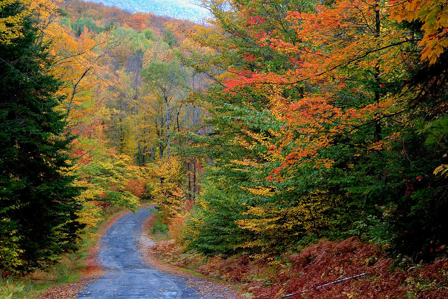 Road Through Autumn Woods Photograph by Larry Landolfi