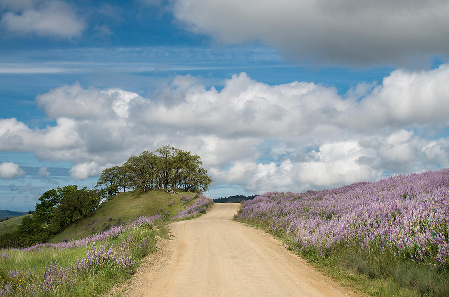 Road Through Lupine Photograph by Greg Nyquist