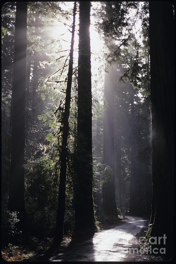 Road through Redwoods Photograph by Jim Corwin
