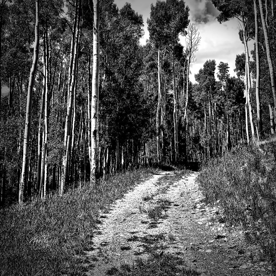 Road Through The Aspen - photography Photograph by Ann Powell