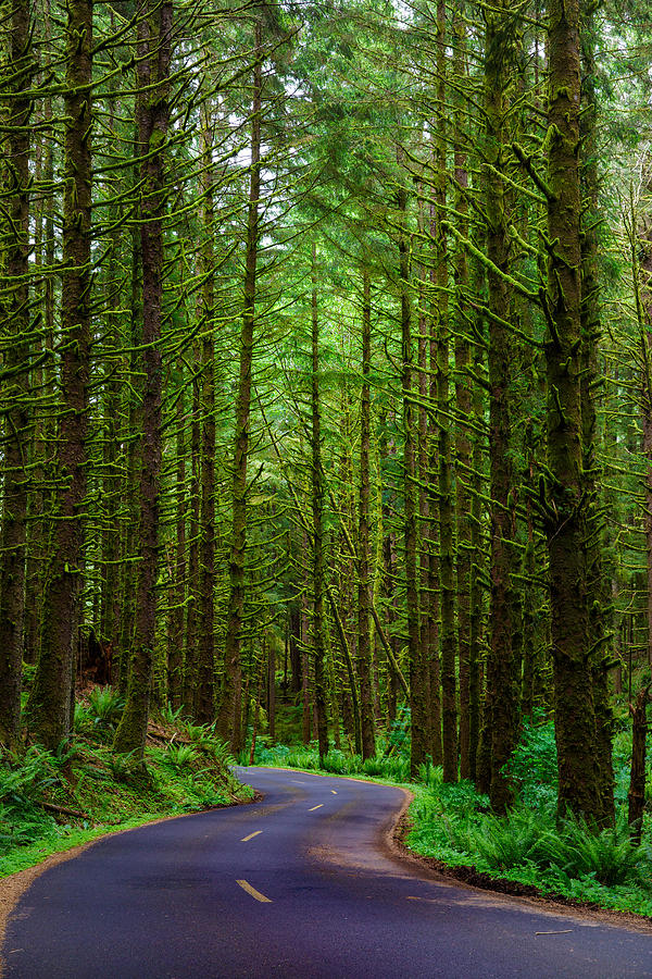 Tree Photograph - Road Through The Woods by Rick Berk
