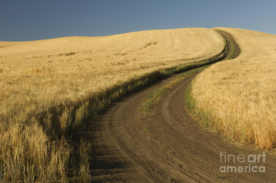 Road Through Wheat Field Photograph by John Shaw