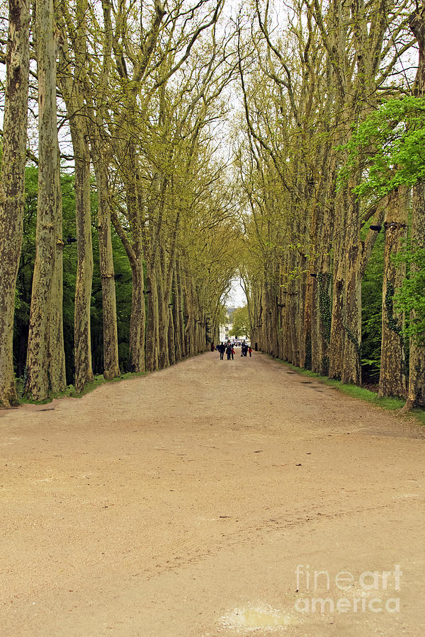 Road to Chenonceau Photograph by Elvis Vaughn