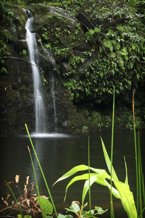 Road to Hana 3 Photograph by The Ecotone - Fine Art America