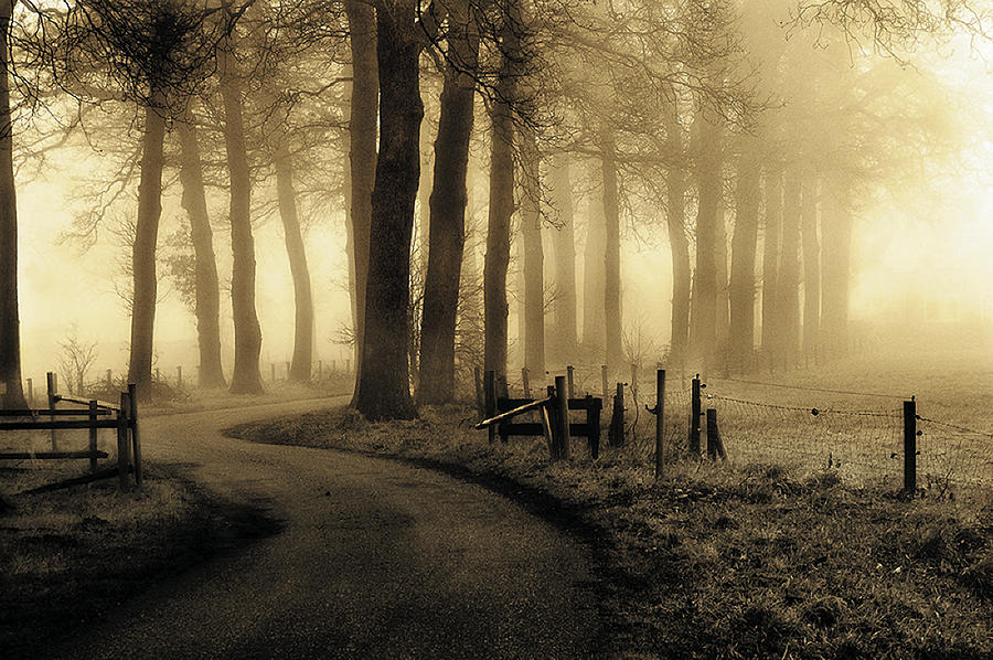 Tree Photograph - Road To Nowhere... by Petra Oldeman