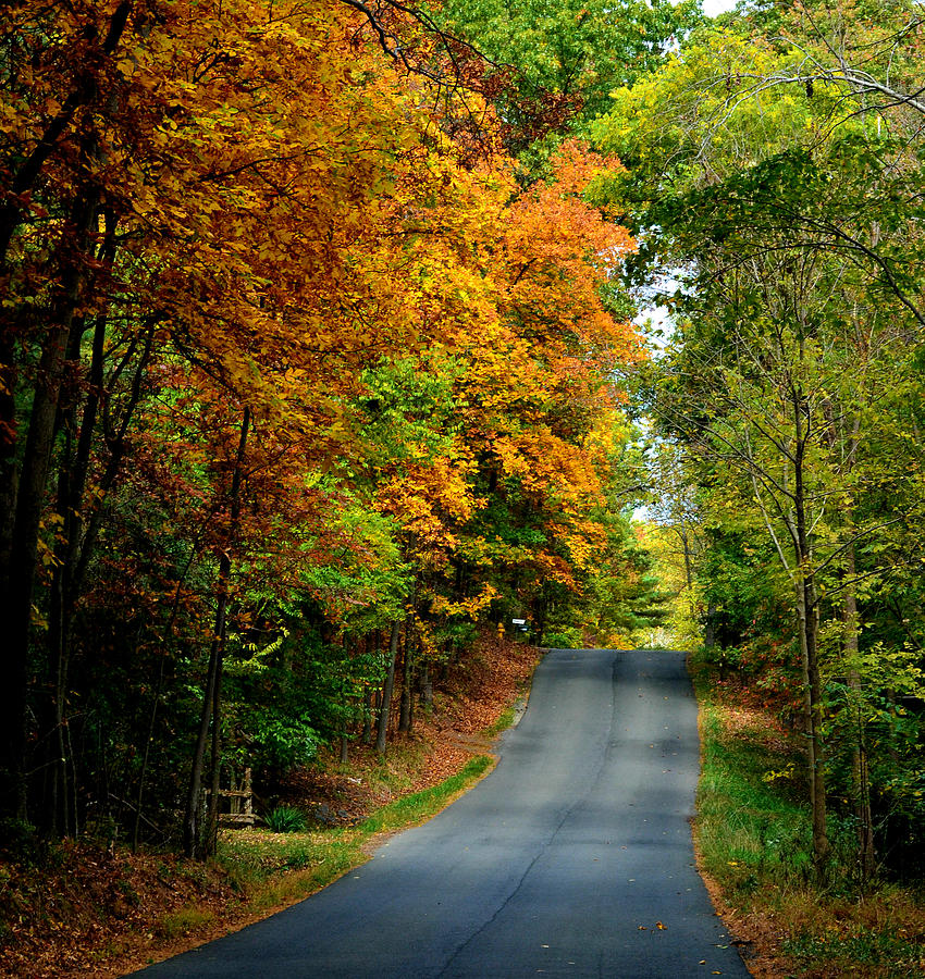 Tree Photograph - Road To Riches by Carlee Ojeda