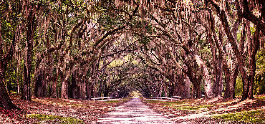 Road to the South Photograph by Renee Sullivan