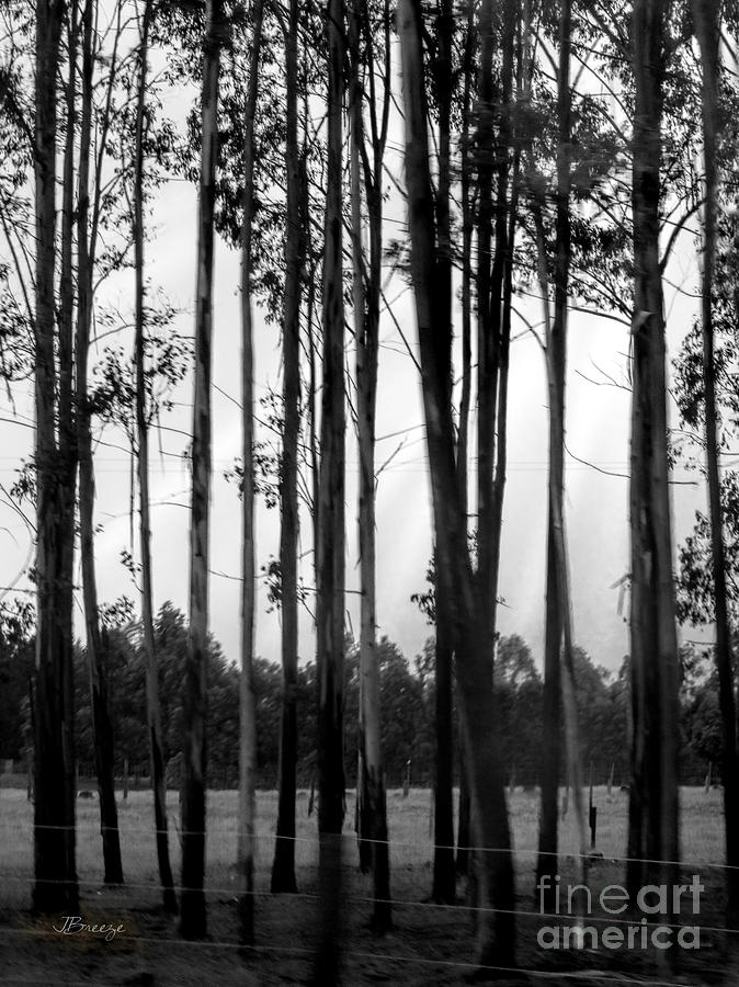 Road Trees.BW. NZ Photograph by Jennie Breeze