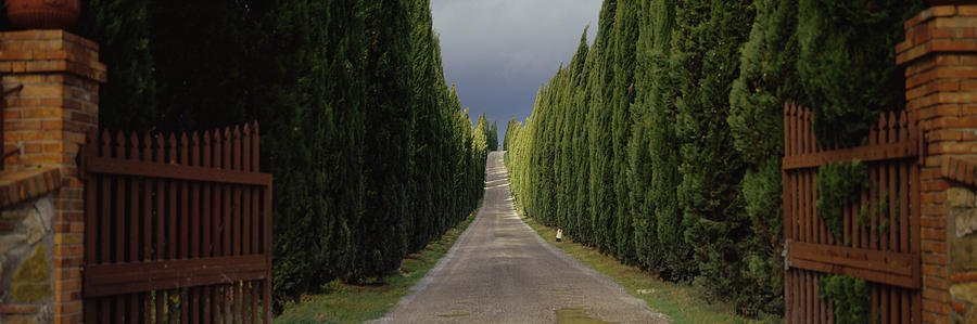 Tree Photograph - Road, Tuscany, Italy by Panoramic Images