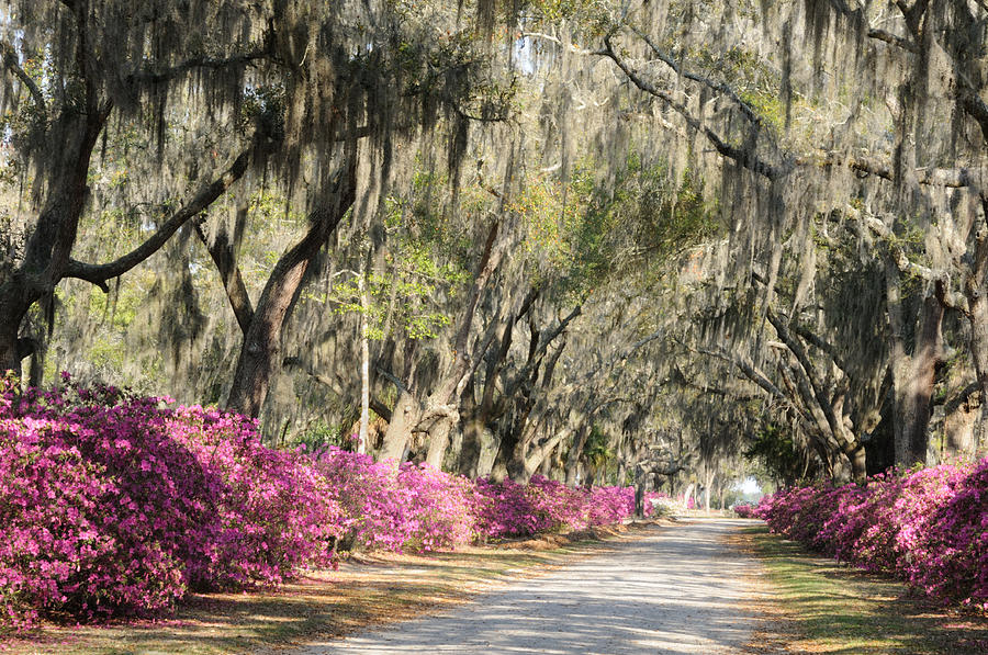 Road with Azaleas and Live Oaks Photograph by Bradford Martin