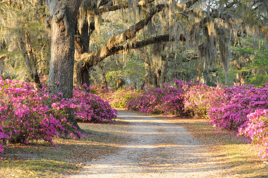 Road with live oaks and azaleas Photograph by Bradford Martin