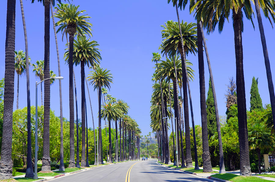 Road with palm trees in Los Angeles County Photograph by Gregobagel