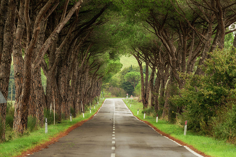 Road With Trees Photograph by Fancy Yan
