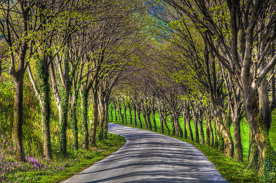 Road With Trees Photograph