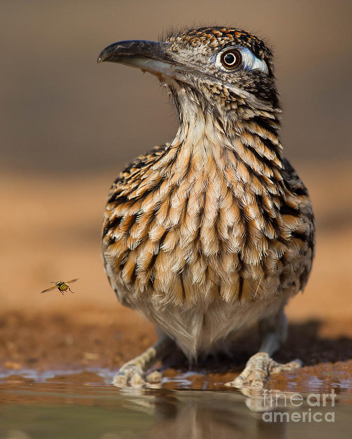 Greater Roadrunner No 1 Photograph by Jerry Fornarotto