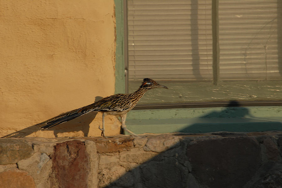 Roadrunner Photograph by Gregory Blank
