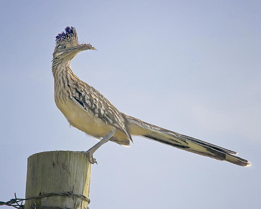 Roadrunner on Fence Post Photograph by Michael Dougherty