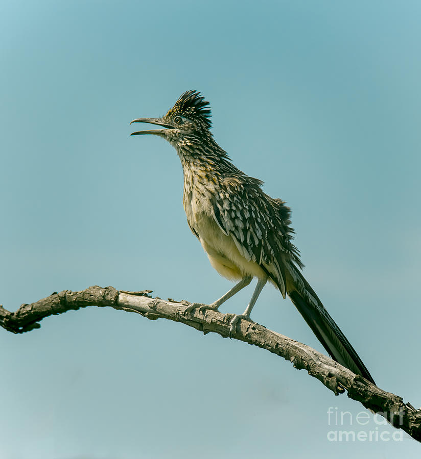 Roadrunner Out On A Limb Photograph by Robert Frederick