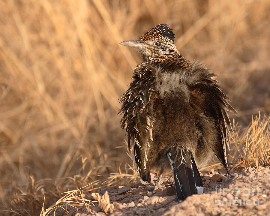 Roadrunner Sunning On A Spring Morning Photograph by Max Allen