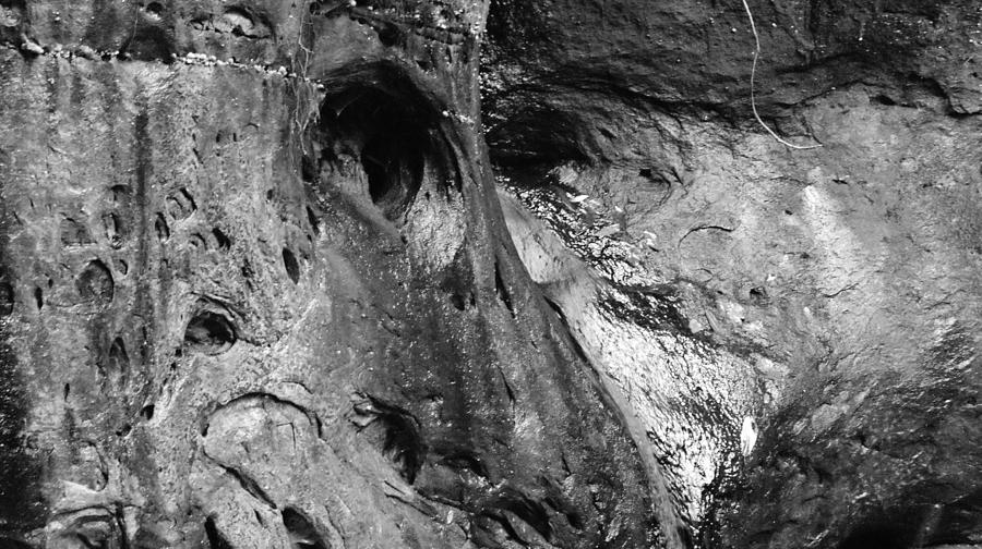 Roadrunner's Skull Photograph by Anne Williamson