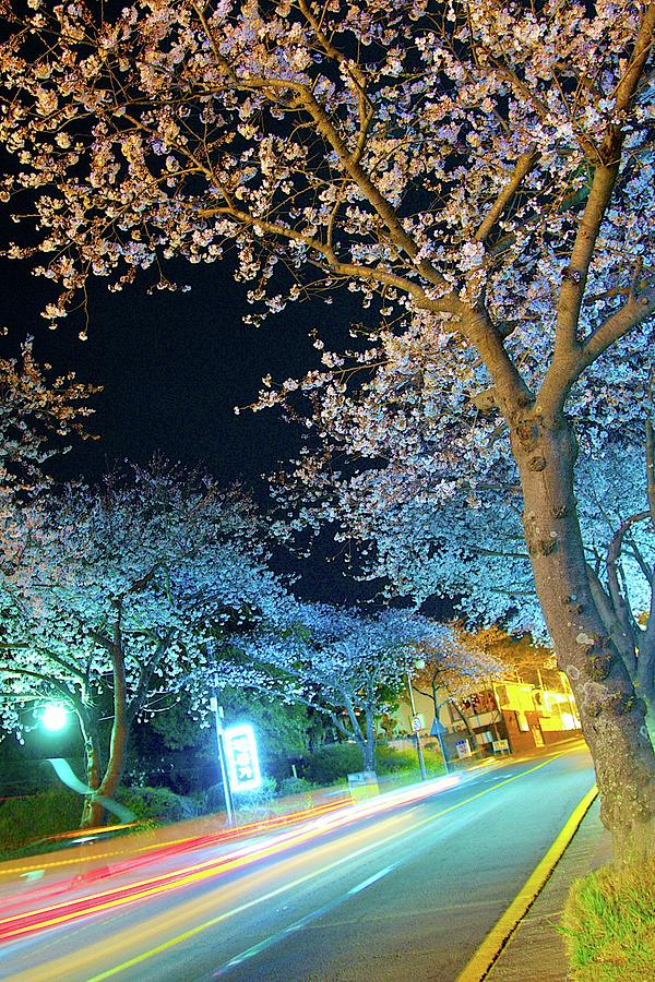 Roadside Cherry Blossoms At Twilight Photograph by Eric Hevesy