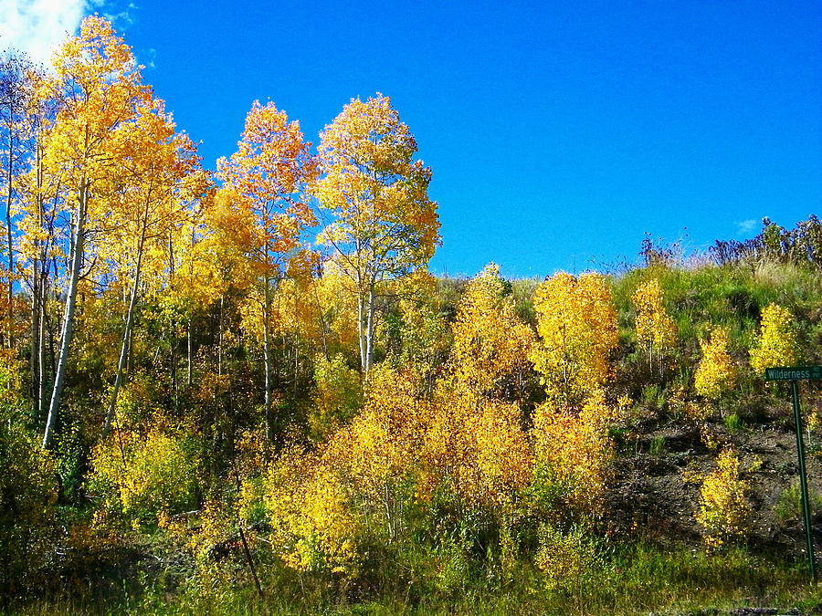 Fall Photograph - Roadside Color Display by Dale Jackson