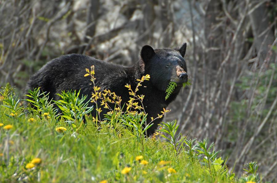 Black Bear - British Columbia Photograph by Dyle   Warren