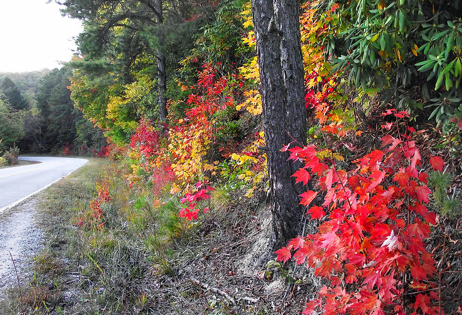 Roadside Fall Colors Photograph by Duane McCullough