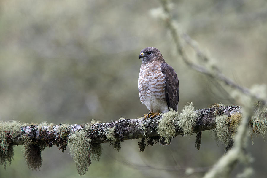 Roadside Hawk Buteo magnirostris perched on a lichen-covered branch 2 Photograph by Tony Mills