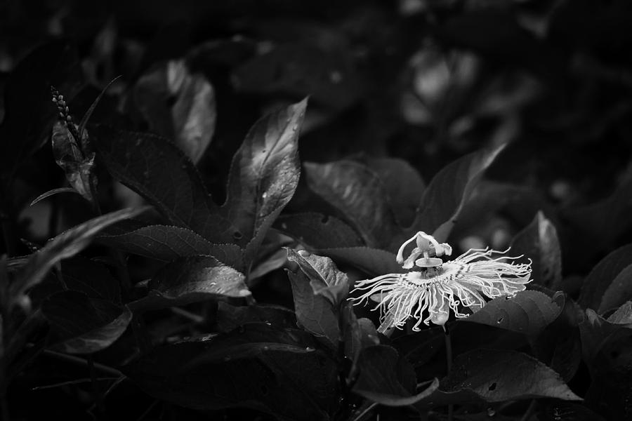 Roadside Passion Flower in Black and White Photograph by Michael Dougherty