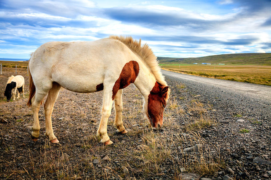 Nature Photograph - Roadside pony by Alexey Stiop