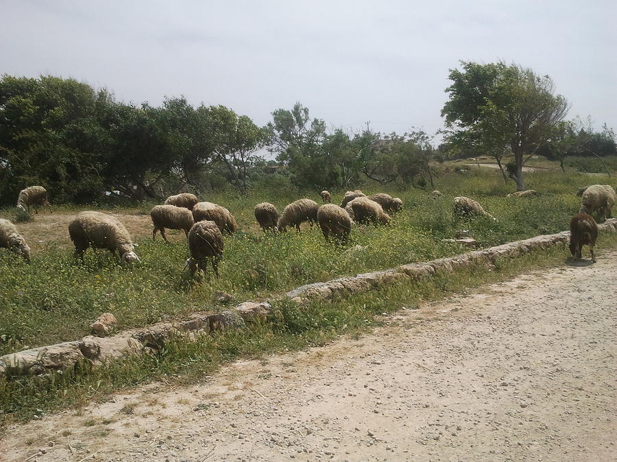 Roadside Sheep Pasture in the Galilee Photograph by Esther Newman-Cohen