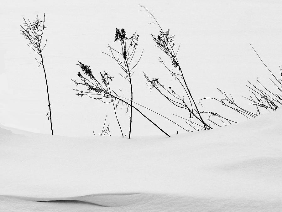 Winter Photograph - Roadside Weeds by Mary Bedy
