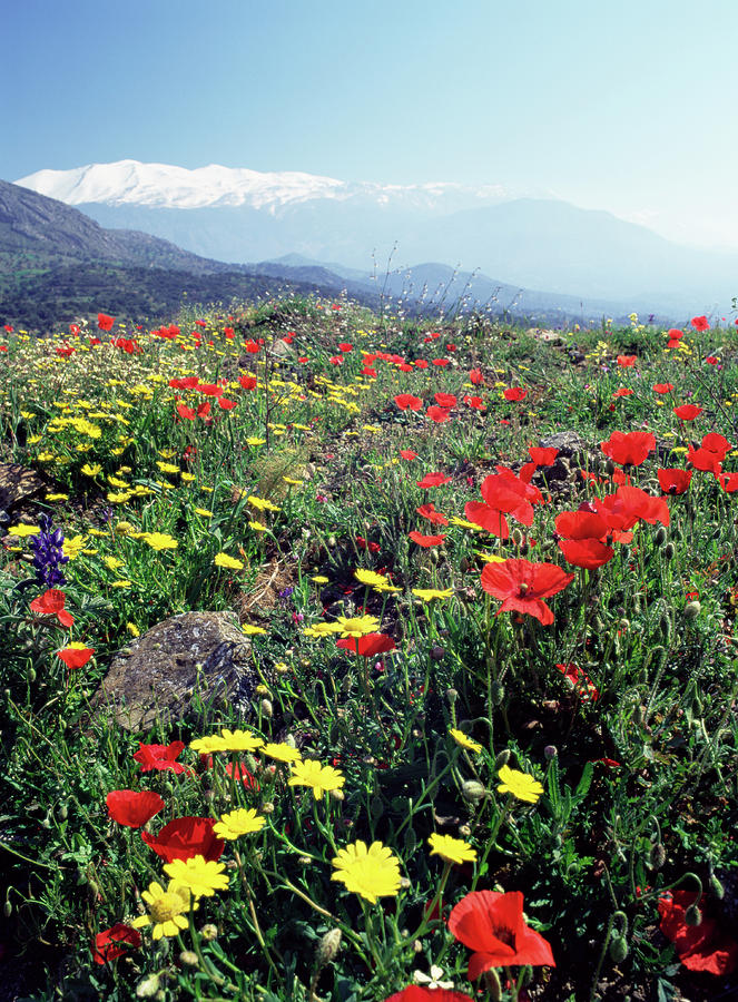 Roadside Weeds Photograph by Paul Harcourt Davies/science Photo Library ...