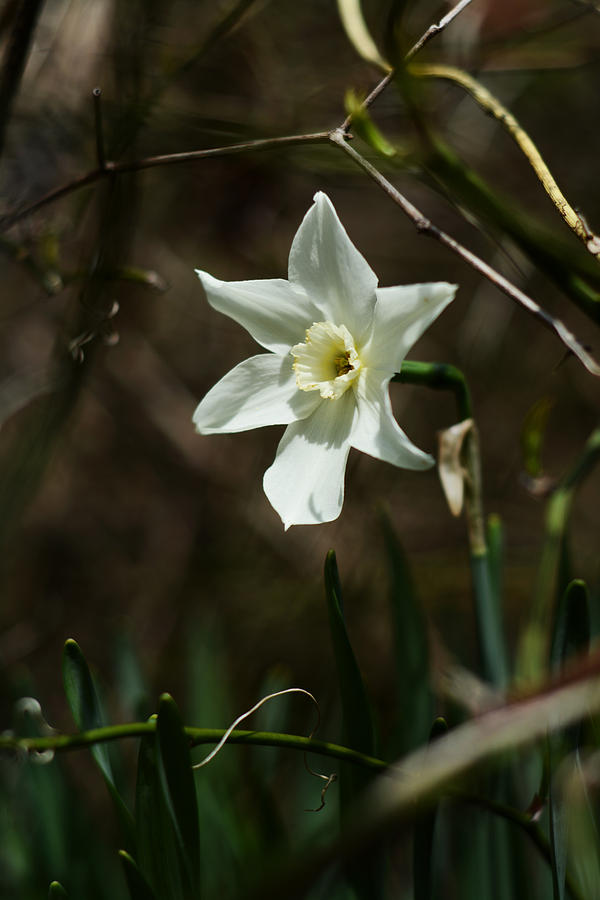 Roadside White Narcissus Photograph by Rebecca Sherman
