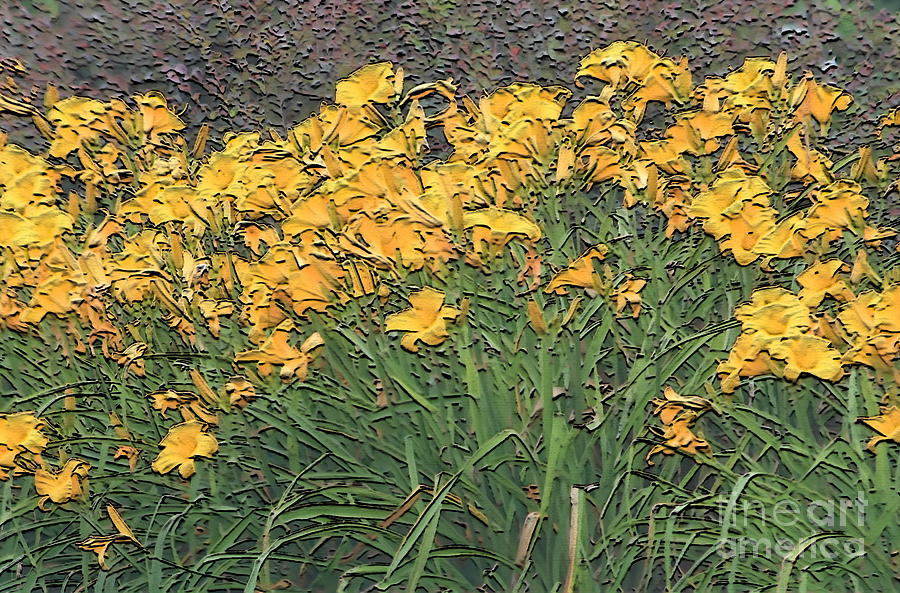 Lily Photograph - Roadside Yellow Lilies by Cathy Lindsey