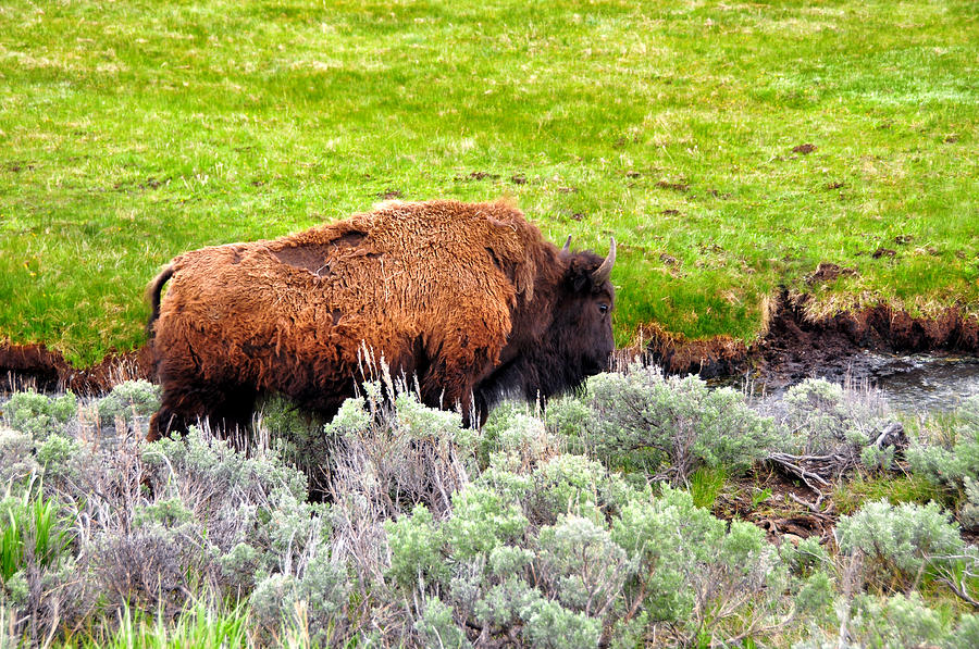 Roaming Bison - Slough Butte Creek - Yellowstone National Park - Wyoming Photograph by Bruce Friedman