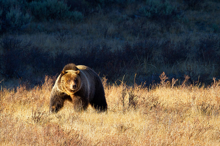 Roaming Grizzly Photograph by Aaron Whittemore