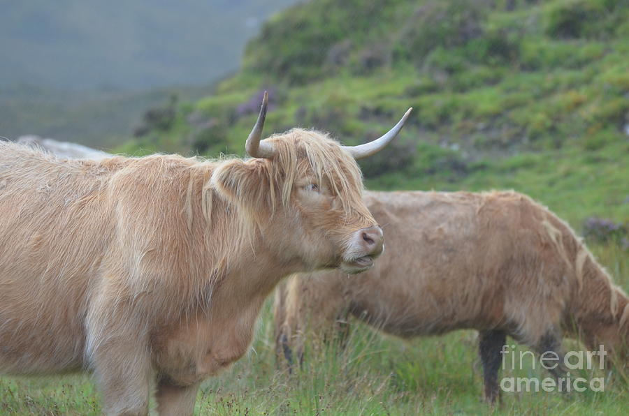 Roaming Highland Cows Photograph by DejaVu Designs