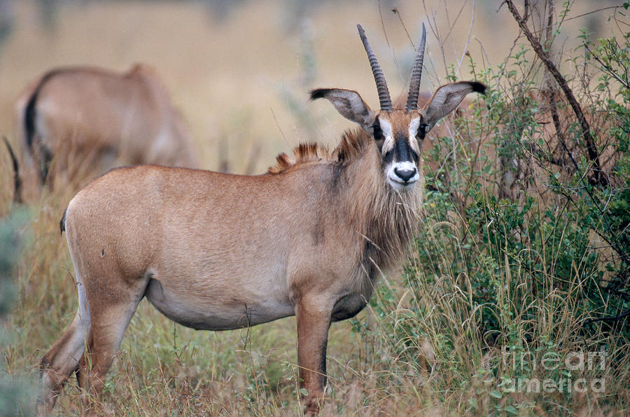 Roan Antelope Photograph by Gregory G. Dimijian, M.D.