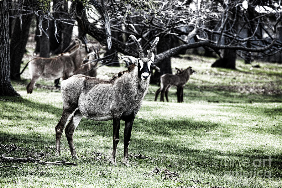 Roan Antelope V3 Photograph By Douglas Barnard Pixels