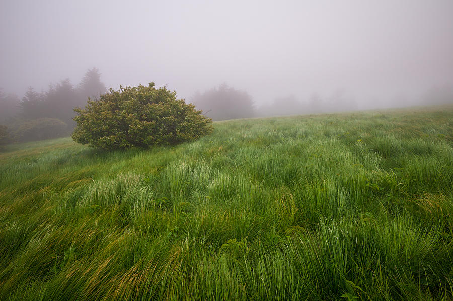 Roan Mountain Appalachian Trail Landscape Photography Windswept Photograph by Dave Allen