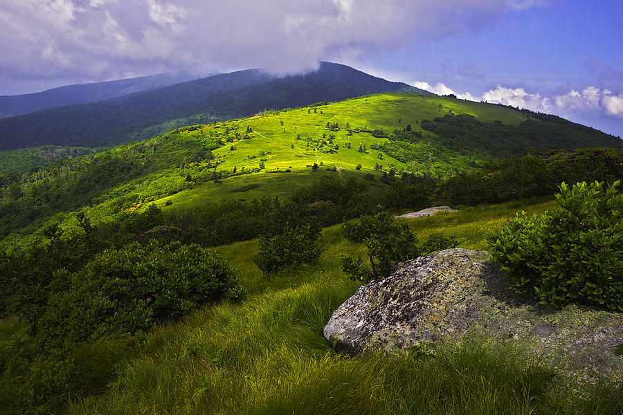 Roan Mountain Trail Photograph by Vinnie F