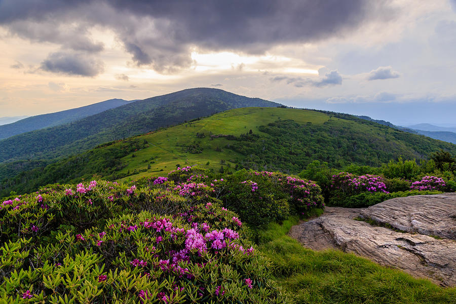 Roan Rhododendron Photograph by Jared Kay - Fine Art America