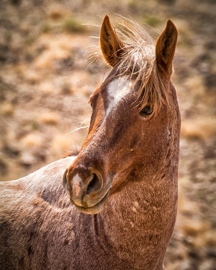 Animal Photograph - Roan Stallion by Janis Knight