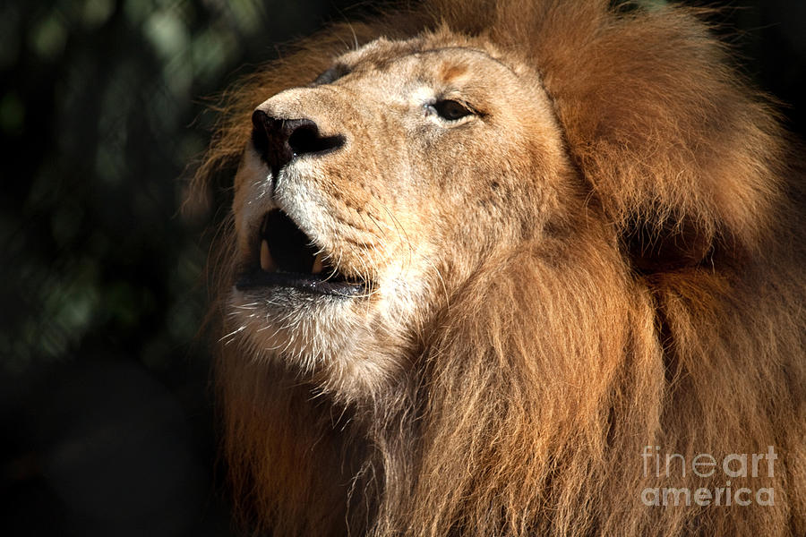 Roar - African Lion Photograph by Meg Rousher