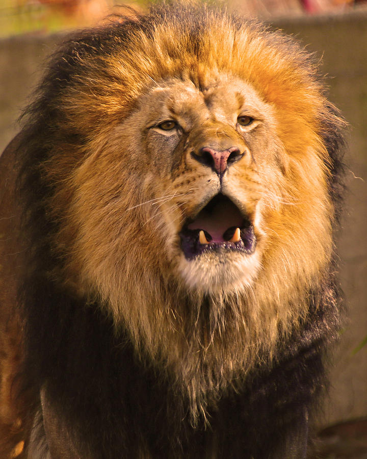Roar Photograph by Mitch Cat