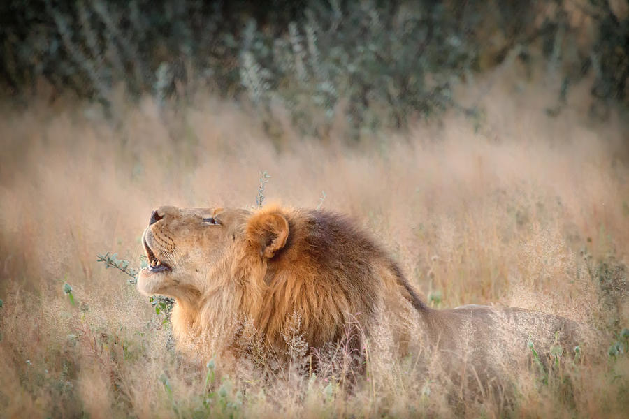 Roar of the Kalahari Photograph by Sylvia J Zarco